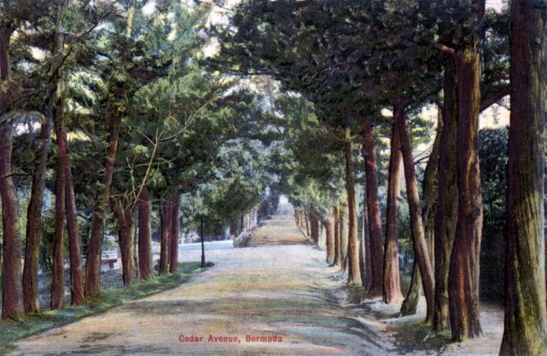 Tinted postcard of an avenue lined with tall cedar trees and a dirt road
