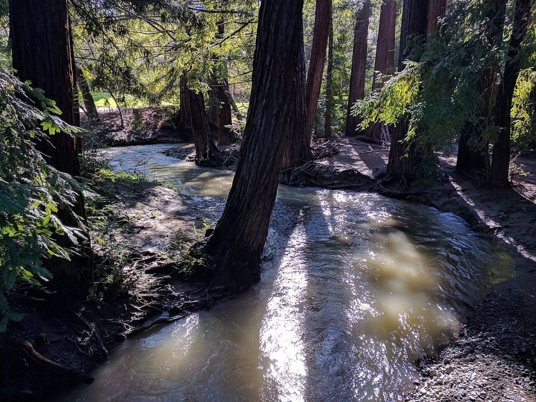 Adobe Creek flowing between redwood trees