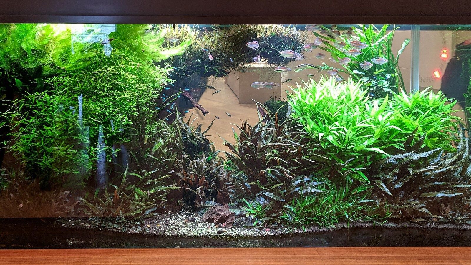 Bloomberg: A planted fish tank