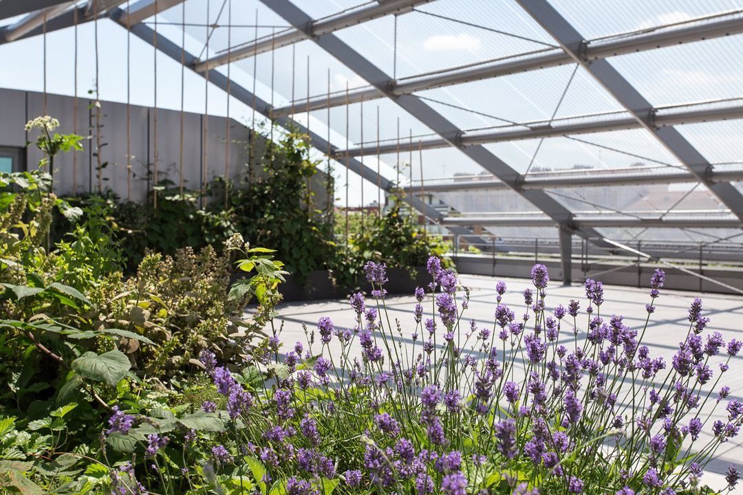 Crédit Agricole: A rooftop terrace with lavender and shrubs under a glass canopy