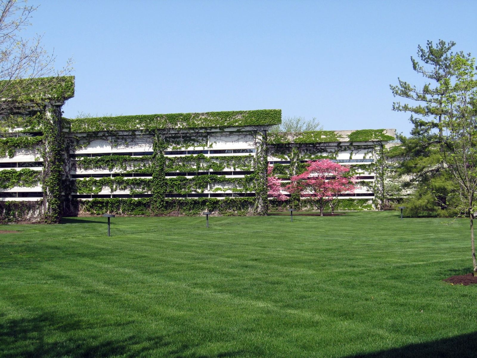 Cummins: Lawn and flowering trees before the ivy-covered building
