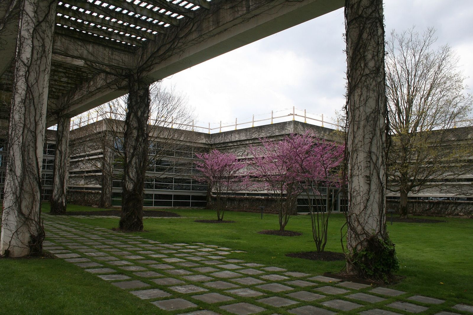 Cummins: Trellis and redbud trees in spring