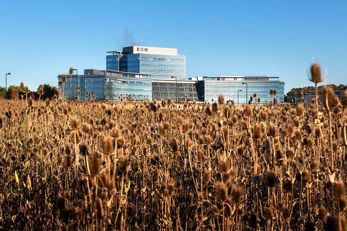 Eaton: A glass office tower rising beyond a field of dried teasel plants