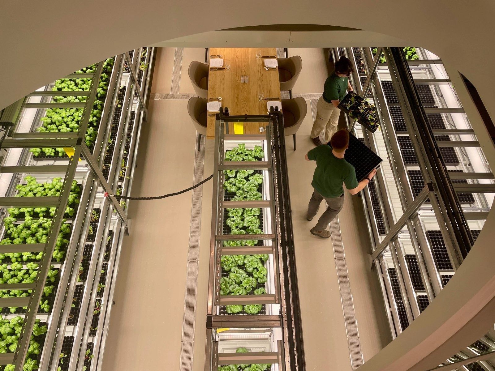 GSK: Rows of an indoor vertical farm seen from above