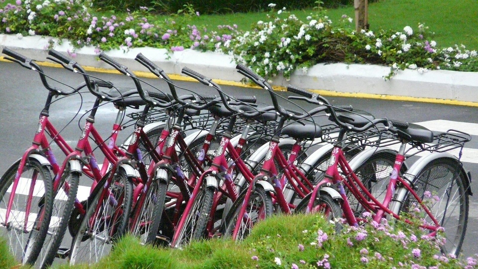 Infosys: Row of red bicycles parked beside a flower bed