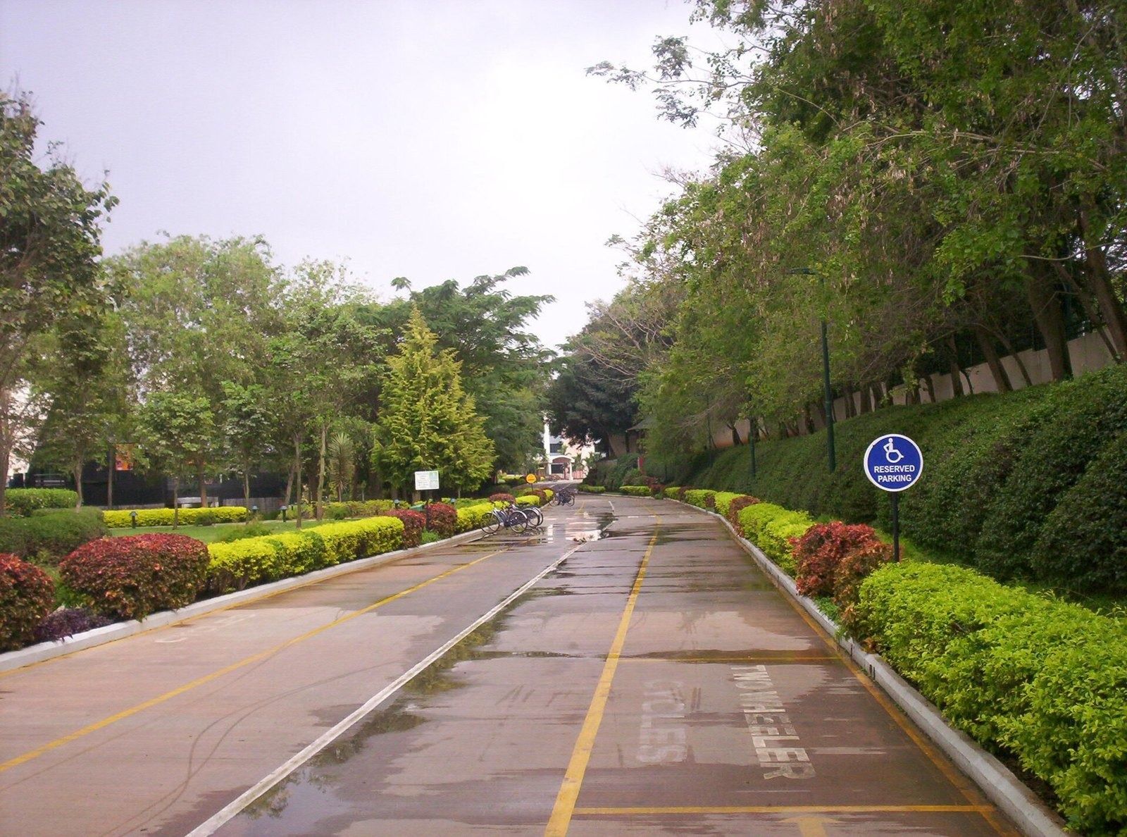 Infosys: Tree-lined campus road with flower beds on both sides