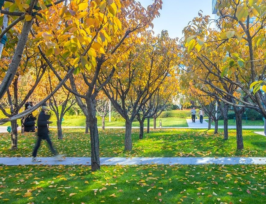 JD.com: Rows of yellow-leaved trees over a lawn with paths