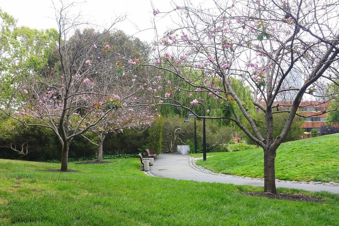 Levi Strauss & Co.: Path winding through a lawn under blossoming cherry trees