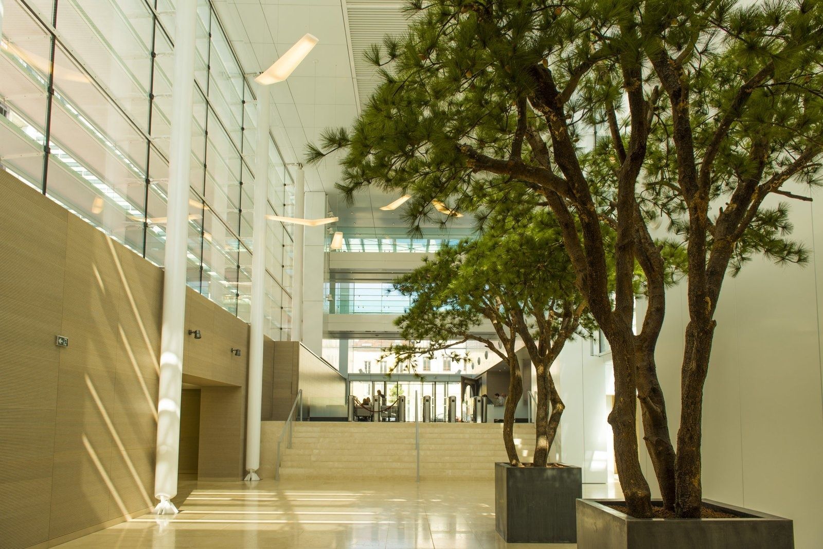 L'Oréal: A tall glass atrium with a full-grown tree at L'Oréal's Clichy headquarters