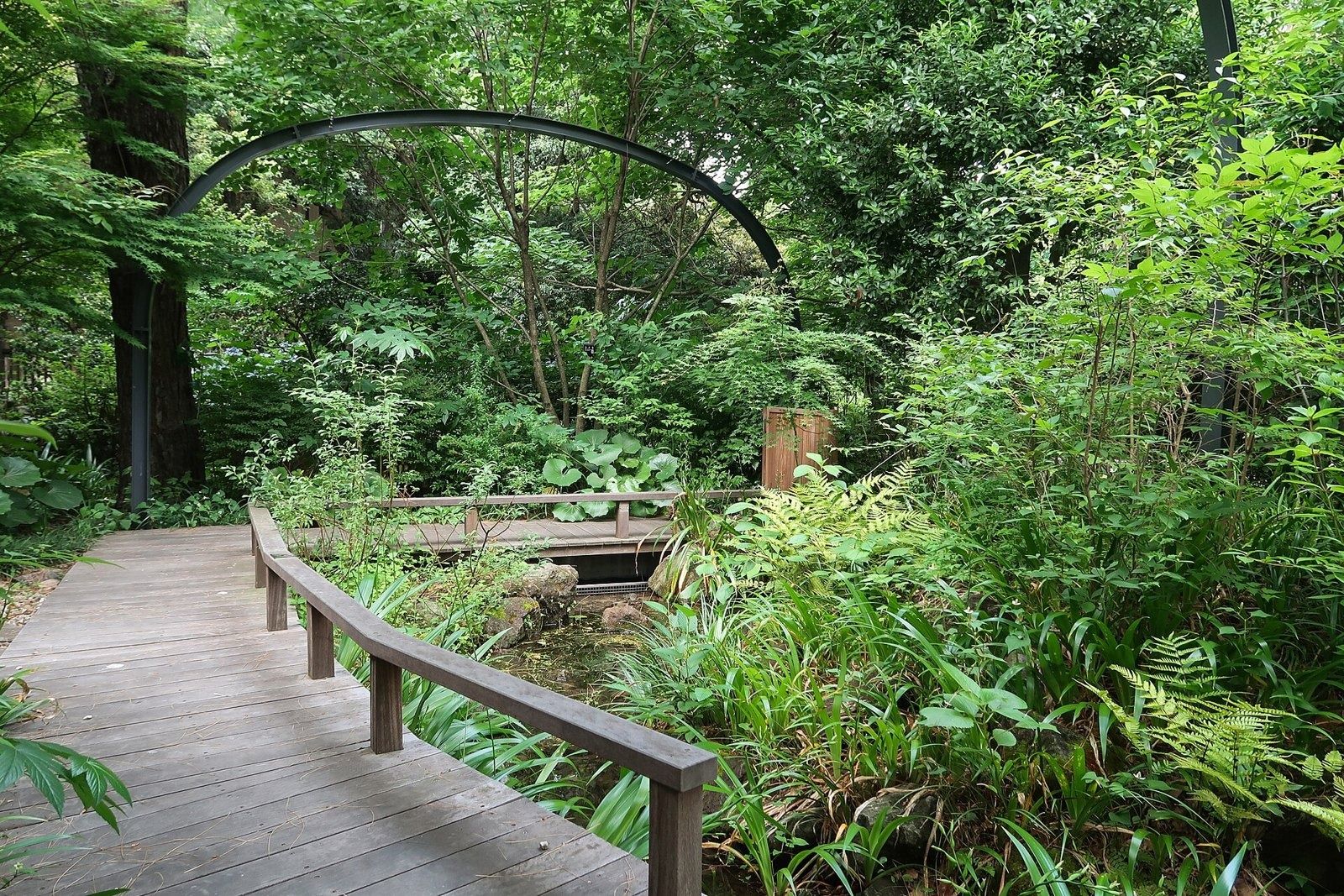 LY Corporation: Wooden boardwalk through dense green planting