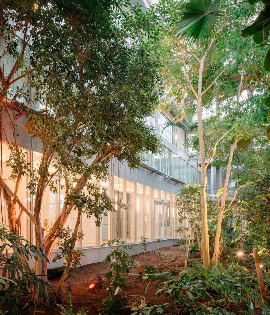 Michelin: Tall tropical trees and dense planting inside a glasshouse, with office glazing behind