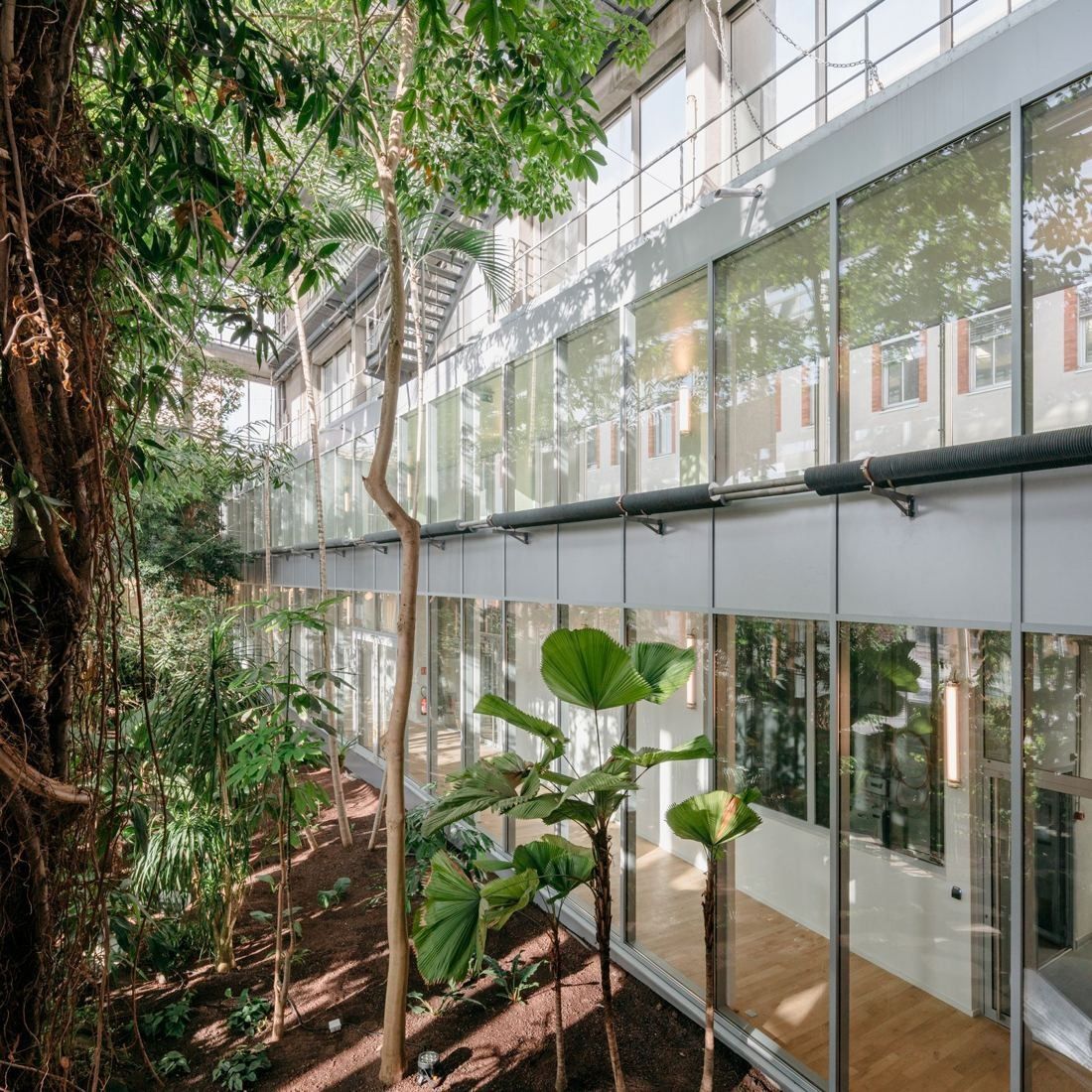 Michelin: Tropical vegetation in a glasshouse running alongside glazed office floors