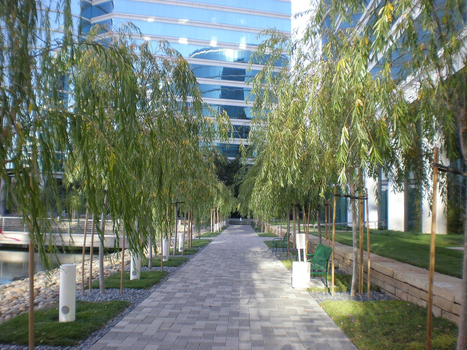 Oracle: A willow-lined walkway between Oracle towers