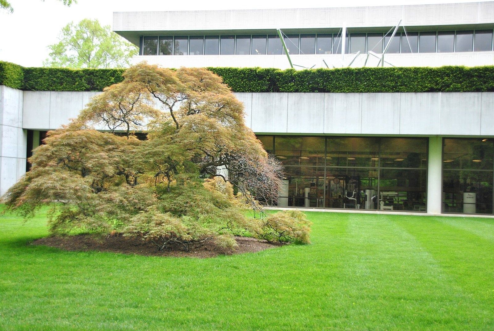 PepsiCo: A Japanese maple by the building