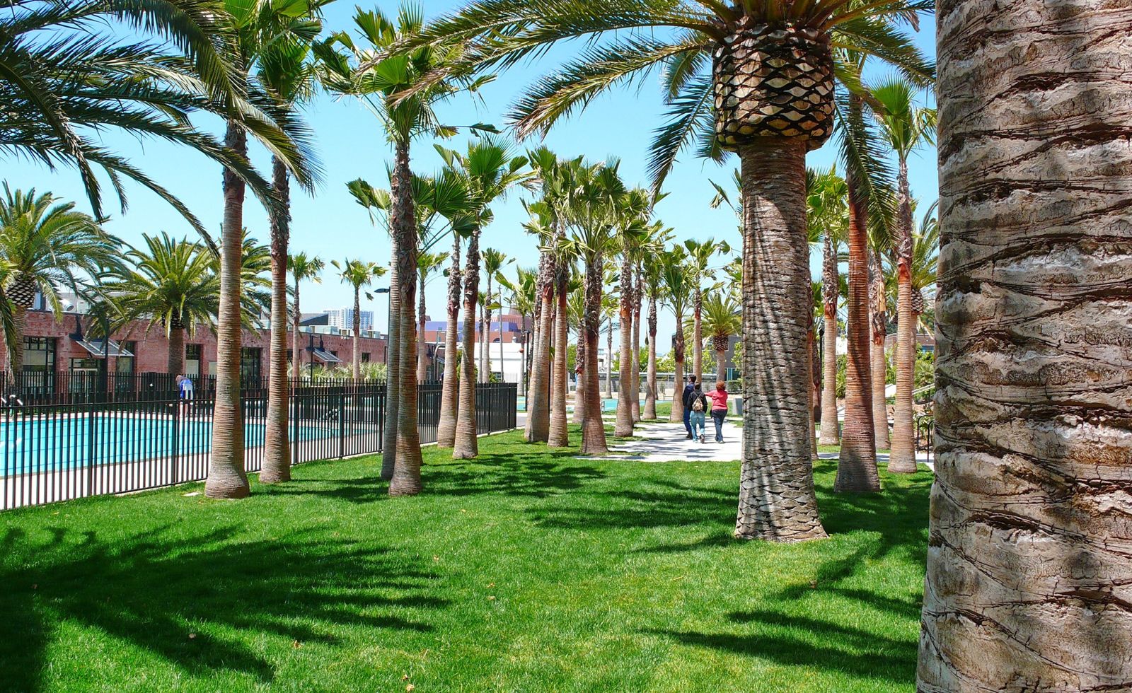 Pixar Animation Studios: Lawn under a grove of palm trees