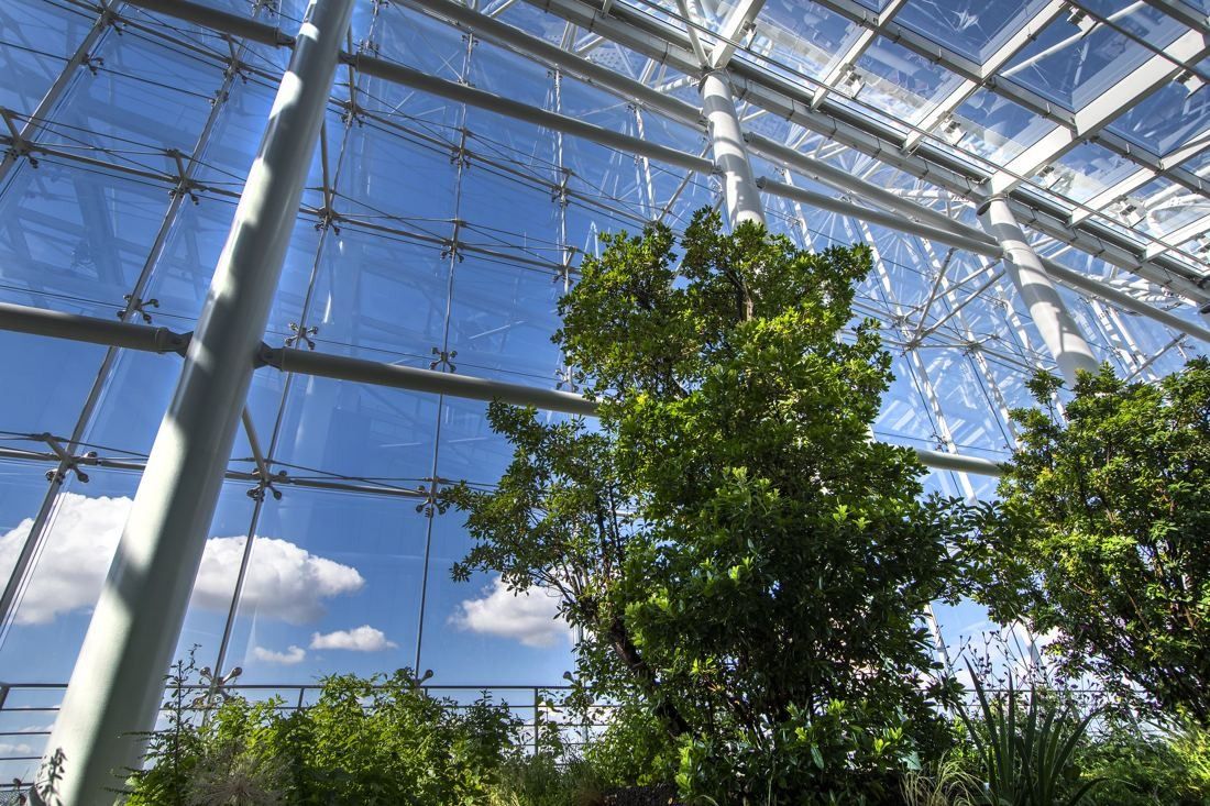 Saint-Gobain: Looking up at trees through a glass and steel roof with blue sky