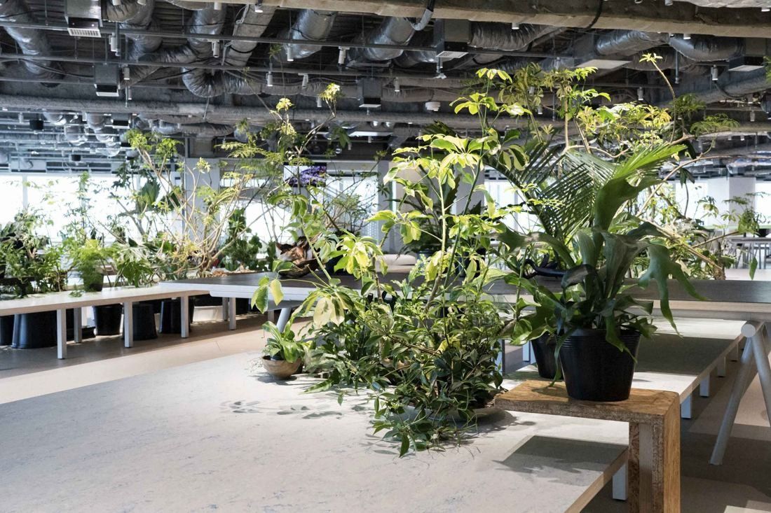 Sansan: Close view of planters with tropical plants beside white work tables