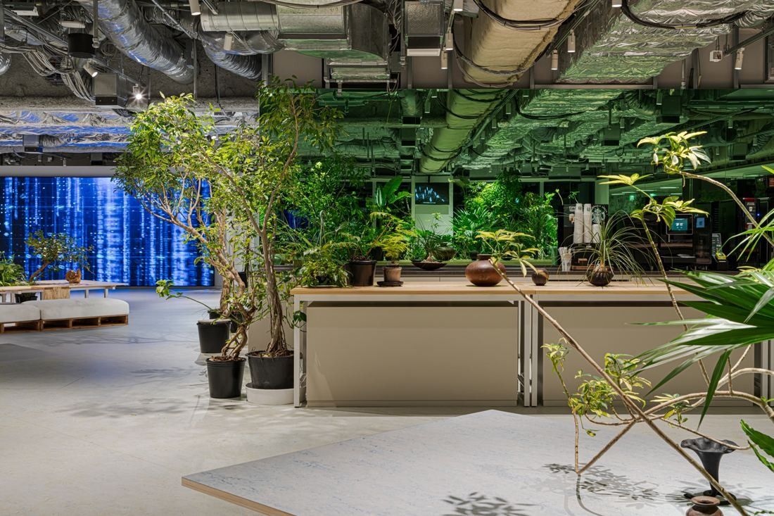 Sansan: Large potted trees and plants on a white floor in front of a blue digital wall