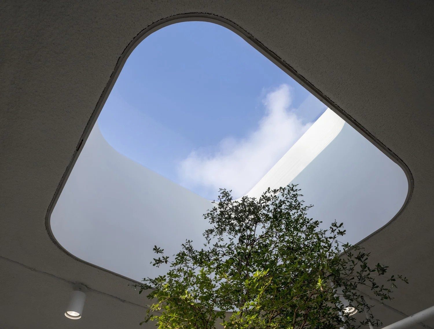 Squarespace: Looking up from a tree's branches through a rounded opening to a skylight and blue sky