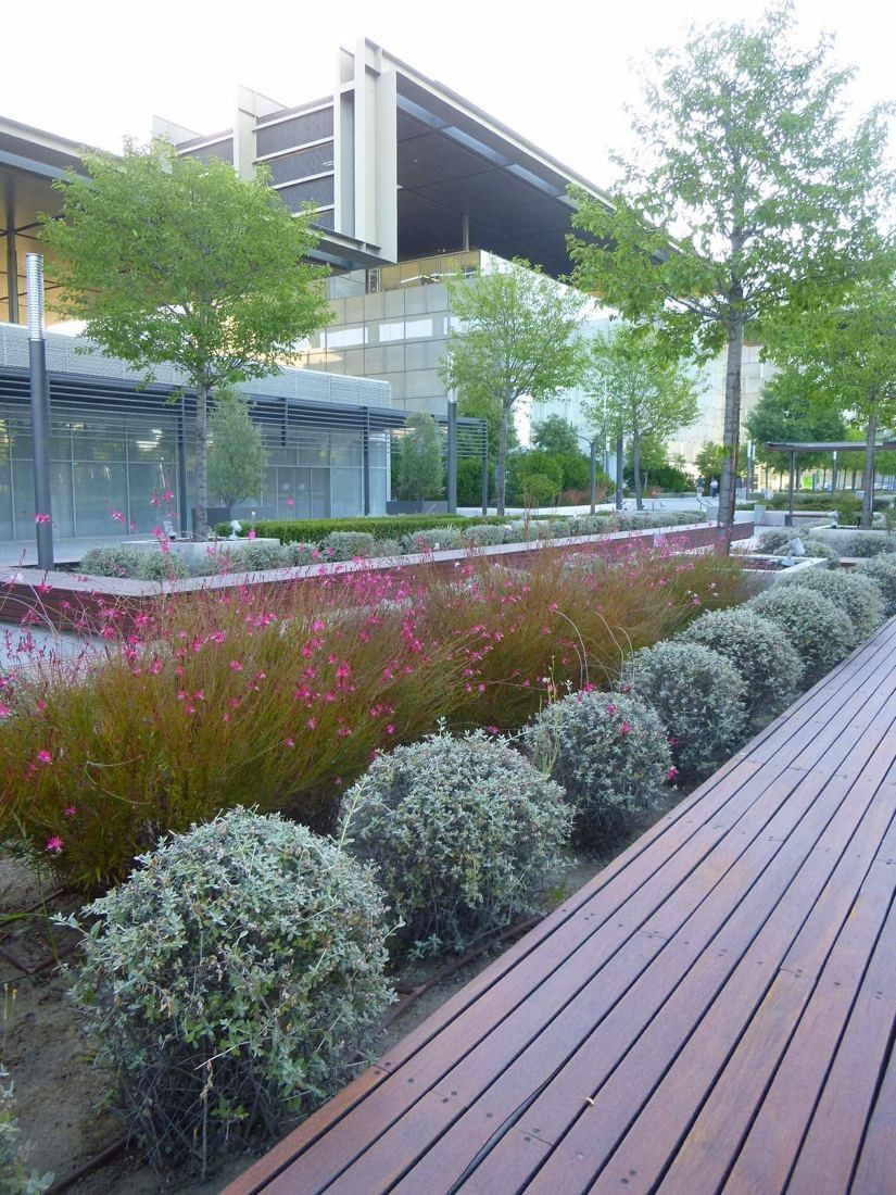 Telefónica: Wooden walkway beside flowering beds and round shrubs