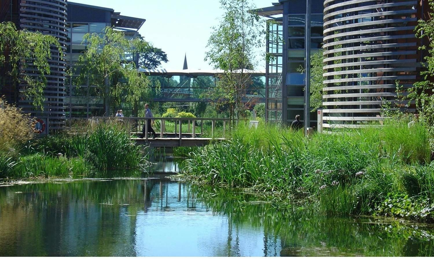 A pond lined with tall grasses, with a glazed footbridge and office buildings behind
