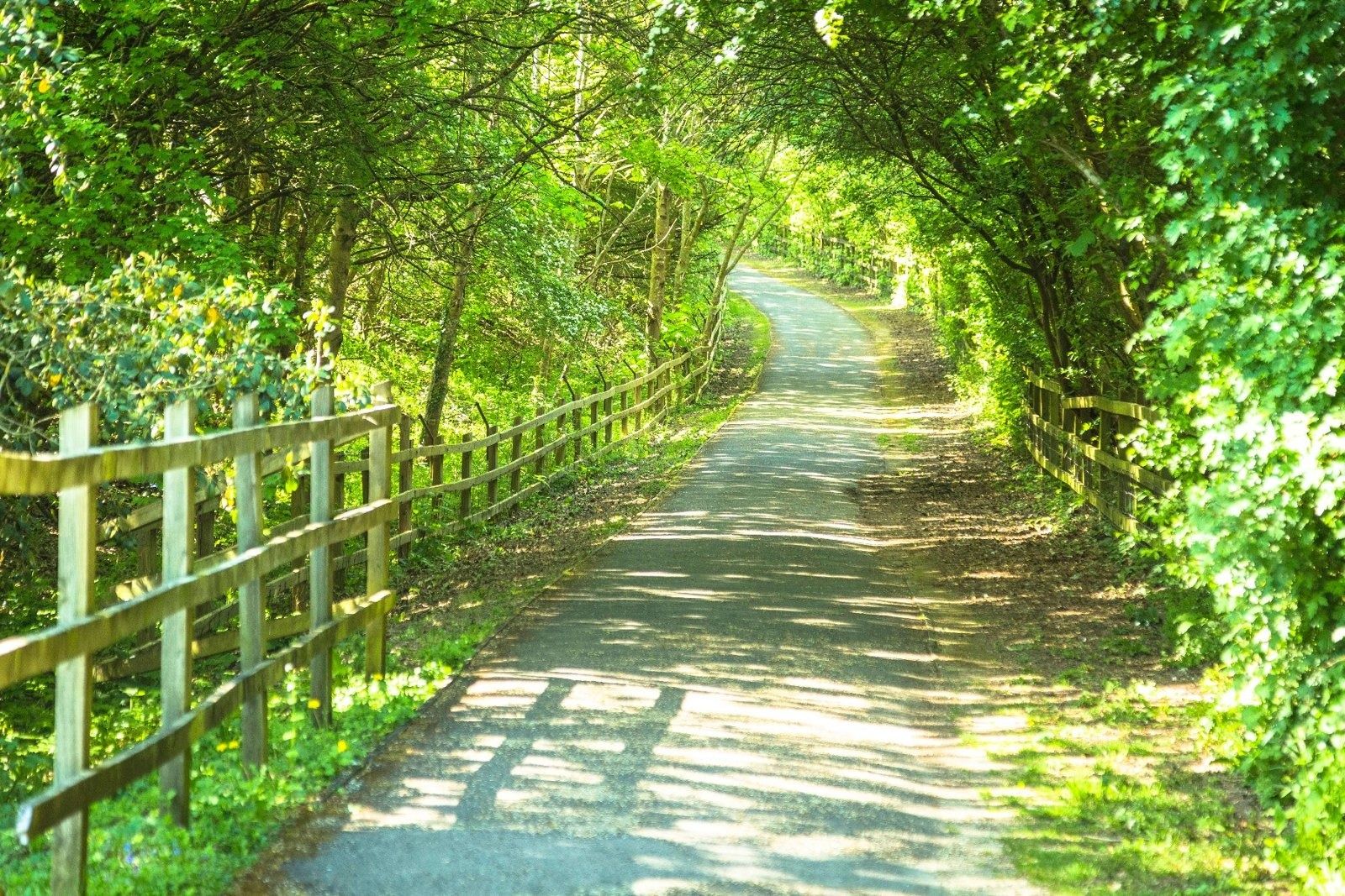 Vodafone: Tree-lined path with wooden fences under a leafy canopy