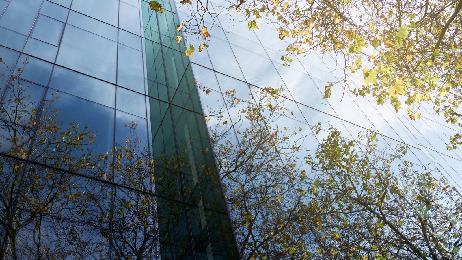 Weyerhaeuser: Glass facade reflecting tree branches