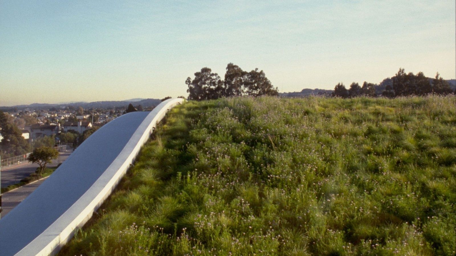 YouTube: Grasses growing on a curved roof edge at sunset, town in the distance