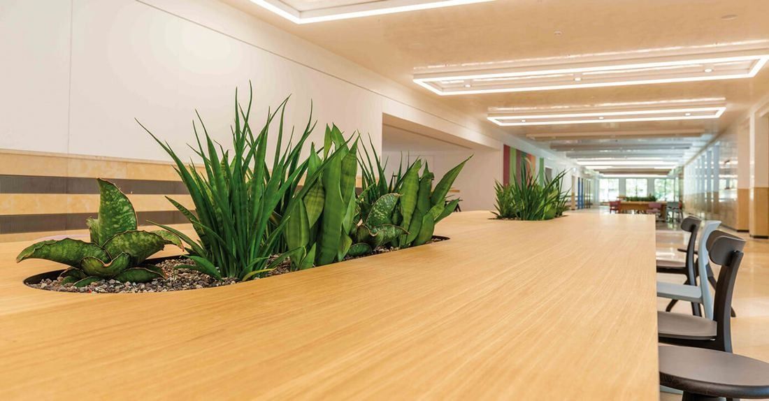 Zurich Insurance Group: Long open office with a planter of green leaves set into a wooden desk in the foreground